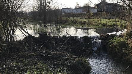 Ein Biber hat den Allachbach im Bereich der Georg-Kelnhofer-Straße mit seinem Damm aufgestaut. Nach Ansicht der Experten geht von ihm keine Gefahr aus. Ein Biber hat den Allachbach im Bereich der Georg-Kelnhofer-Straße mit seinem Damm aufgestaut. Nach Ansicht der Experten geht von ihm keine Gefahr aus.