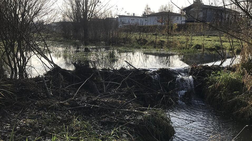 Ein Biber hat den Allachbach im Bereich der Georg-Kelnhofer-Straße mit seinem Damm aufgestaut. Nach Ansicht der Experten geht von ihm keine Gefahr aus.