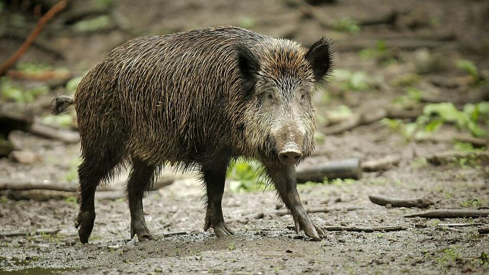 Bisher verh&auml;lt sich das Wildschwein auf dem Friedhof wohl friedlich. (Archivbild)