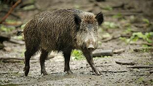 Bisher verh&auml;lt sich das Wildschwein auf dem Friedhof wohl friedlich. (Archivbild)