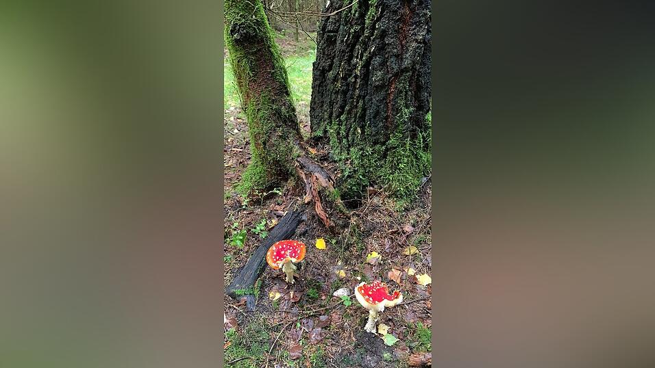 Alfred Gazinski hat diese Fliegenpilze in der Nähe von Wenzenried bei Rötz gefunden. Alfred Gazinski hat diese Fliegenpilze in der Nähe von Wenzenried bei Rötz gefunden.