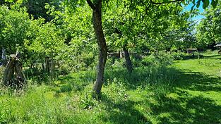 Der Vereinsgarten des Vereins für Gartenbau und Landespflege ist eine grüne Oase, in der sich nicht nur die Gärtner, sondern auch die Pflanzen und dank unterschiedlicher Bereiche viele Tiere wohlfühlen.
