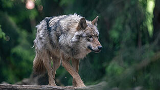 Die Wölfin wurde acht Jahre alt. (Symbolbild)