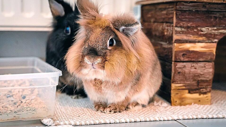 Ehe sie das von ihr zur Miete bewohnte Anwesen in der M&uuml;nchnerau in Brand setzte, erschlug die Rentnerin ihre sechs Zwergkaninchen und ein Meerschweinchen.