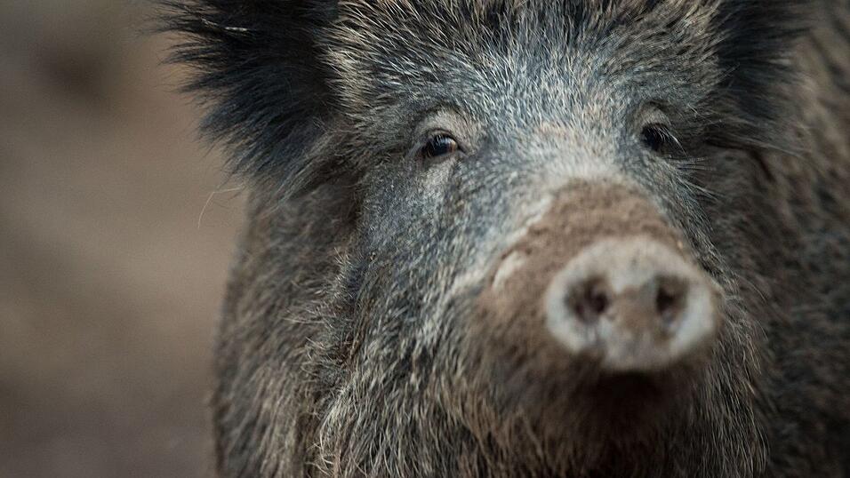 &Uuml;bler Gestank: Acht Wildschweinkadaver waren in dem Anh&auml;nger gelagert. (Symbolbild)