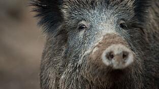 &Uuml;bler Gestank: Acht Wildschweinkadaver waren in dem Anh&auml;nger gelagert. (Symbolbild)