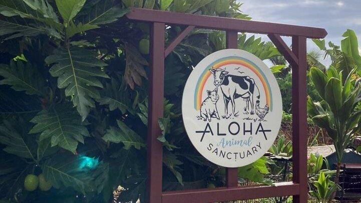 Ihr neuer Arbeitsplatz auf Zeit: das „Aloha Animal Sanctuary“ auf Hawaii.