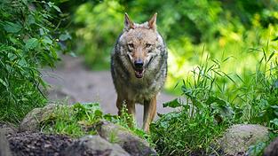 Ein Wolf läuft durch sein Gehege.