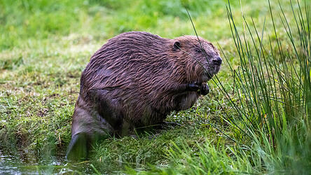 Der europäische Biber gilt als besonders bedroht. Wer einen Biber verletzt, fängt oder tötet muss deshalb mit einer Geldstrafe von bis zu 65.000 Euro rechnen.