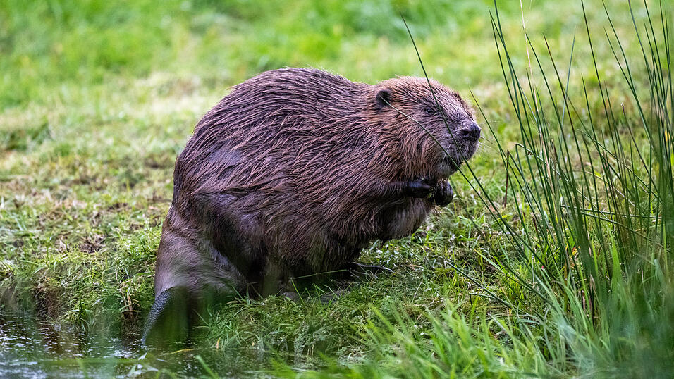 Der europäische Biber gilt als besonders bedroht. Wer einen Biber verletzt, fängt oder tötet muss deshalb mit einer Geldstrafe von bis zu 65.000 Euro rechnen.
