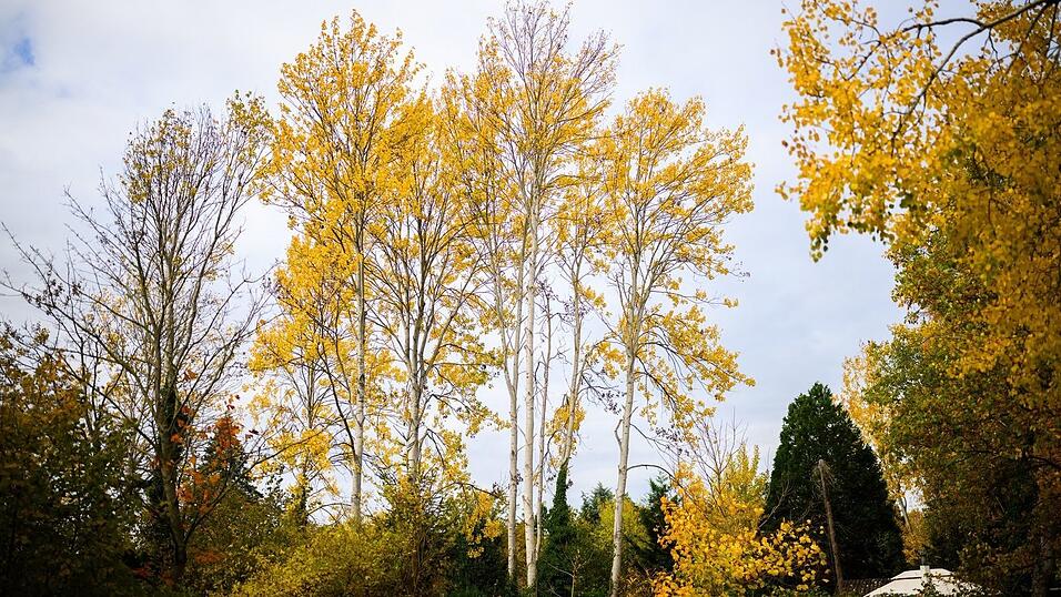 Zitterpappeln stehen an einem Parkplatz. Die Zitterpappel ist Baum des Jahres 2026. Zitterpappeln stehen an einem Parkplatz. Die Zitterpappel ist Baum des Jahres 2026.