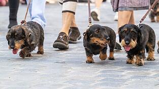 2026 soll es in Regensburg wieder eine Dackelparade geben. (Archivbild)