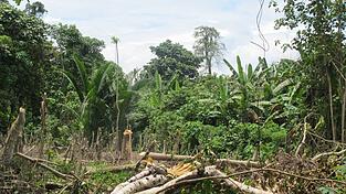 Der Zyklon &laquo;Maila&raquo; hat Teile von Papua-Neuguinea mit voller Wucht getroffen. (Symbolbild)