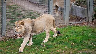 Mehrere Löwen stürzten sich auf den Zoo-Mitarbeiter. (Symbolbild)