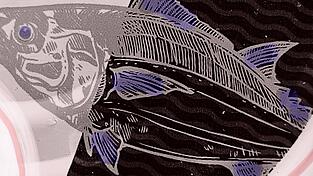 Manche Fische sind gesch&uuml;tzt und d&uuml;rfen nicht geangelt werden. Daran muss man sich auch halten, sonst droht im Falle des Frauennerflings eine hohe Geldstrafe und in einigen F&auml;llen sogar eine Freiheitsstrafe. Hier abgebildet: Ein Thunfisch.