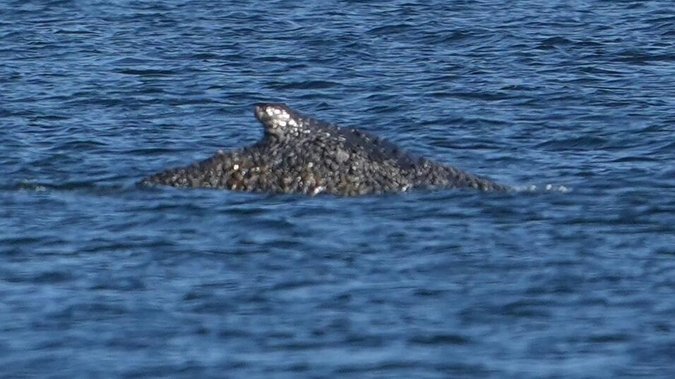 Der Buckelwal konnte sich befreien und schwimmt nun in der L&uuml;becker Bucht.