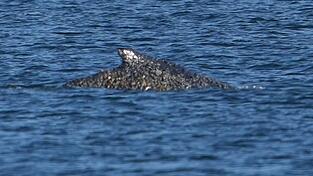 Der Buckelwal konnte sich befreien und schwimmt nun in der L&uuml;becker Bucht.