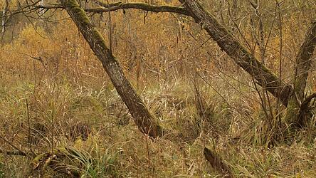 Malerisch im Herbst: das Naturschutzgebiet Arracher Moor.