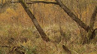 Malerisch im Herbst: das Naturschutzgebiet Arracher Moor. Malerisch im Herbst: das Naturschutzgebiet Arracher Moor.