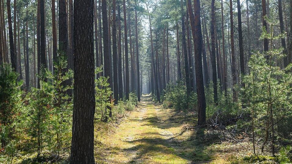 Trockene Wälder wie etwa die Kiefernwälder in Brandenburg haben oft eine hohe Waldbrandgefährdung.