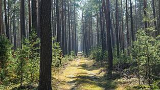 Trockene Wälder wie etwa die Kiefernwälder in Brandenburg haben oft eine hohe Waldbrandgefährdung.