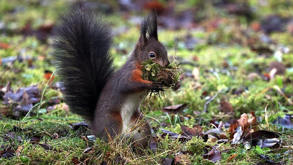 Im S&uuml;den und im Osten des Freistaates finden sich mehrheitlich Eichh&ouml;rnchen mit dunklem Fell. (Archivbild)