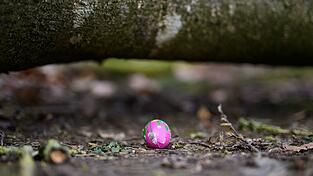 In einem Waldstück im Norden Schleswig-Holsteins ist ein Baum auf eine Gruppe gestürzt. In einem Waldstück im Norden Schleswig-Holsteins ist ein Baum auf eine Gruppe gestürzt.