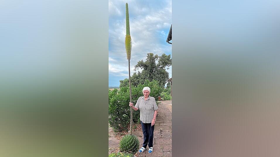 Maria Schäffer neben ihrer fast vier Meter hohen Königsagave. Maria Schäffer neben ihrer fast vier Meter hohen Königsagave.