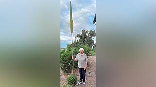 Maria Schäffer neben ihrer fast vier Meter hohen Königsagave. Maria Schäffer neben ihrer fast vier Meter hohen Königsagave.