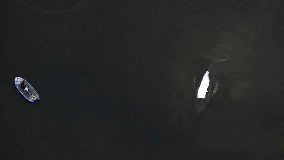 Der Rettungsversuch des in der Ostsee gestrandeten Buckelwals zieht sich in die L&auml;nge.