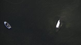 Der Rettungsversuch des in der Ostsee gestrandeten Buckelwals zieht sich in die L&auml;nge.