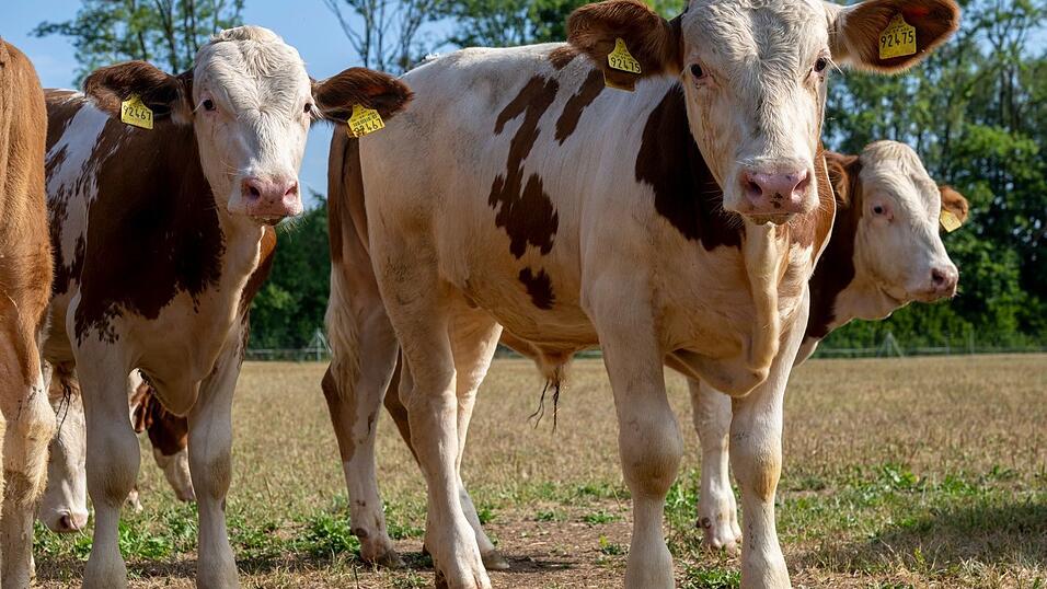 Die jungen Ochsen werden auf Gut Karlshof tiergerecht gehalten - bis sie auf dem Oktoberfest auf den Tellern hungriger G&auml;ste landen.