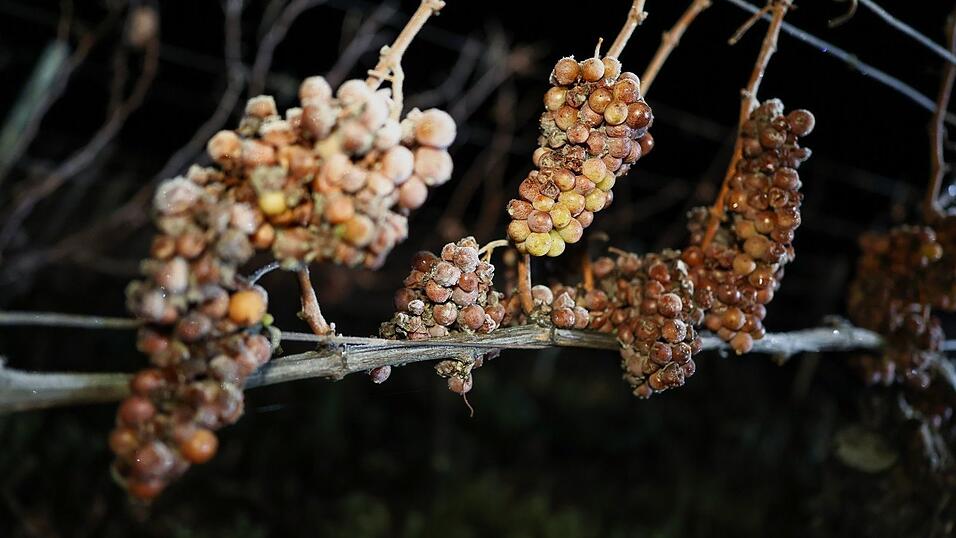 Die Weintrauben müssen im gefrorenen Zustand von Hand gelesen und sofort gepresst werden.