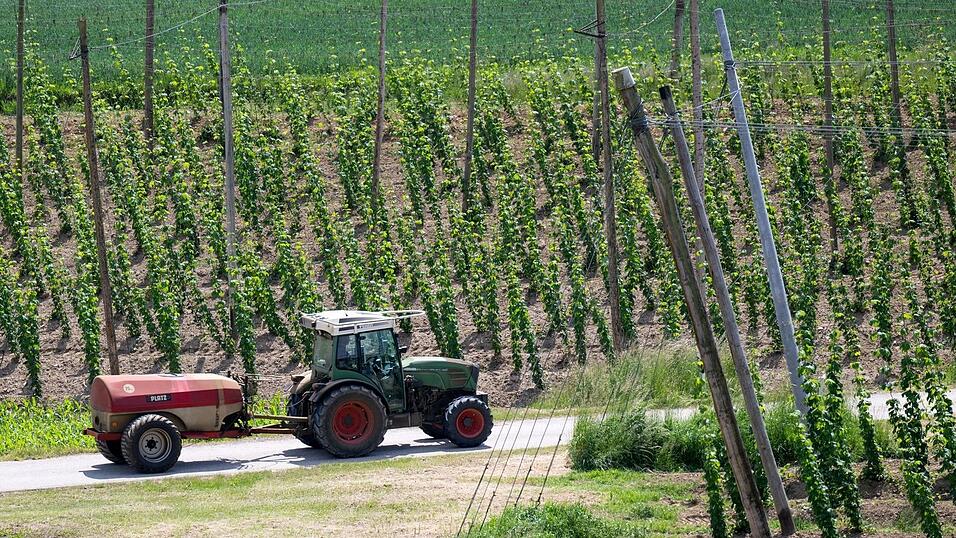 Ein bayerischer Hopfenpflanzer bei der Arbeit (Archiv) Ein bayerischer Hopfenpflanzer bei der Arbeit (Archiv)