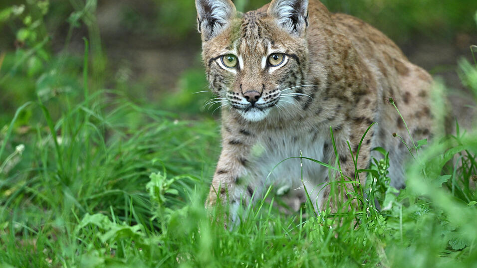 Der Luchs geh&ouml;rt zu den streng gesch&uuml;tzten Tierarten in Niederbayern. (Symbolbild)