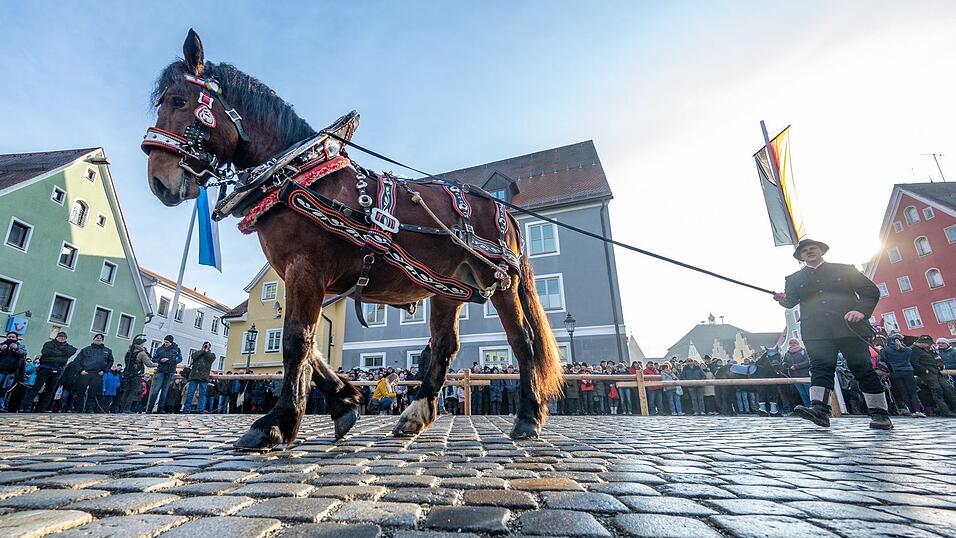 Pferde werden beim Berchinger Rossmarkt durch die Innenstadt gef&uuml;hrt. Jedes Jahr kommen Tausende Besucher zu dem eint&auml;gigen Wintervolksfest, um prachtvoll geschm&uuml;ckte Pferde und Gespanne zu sehen.