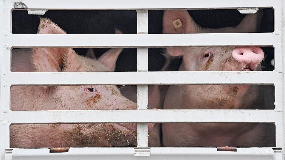Mastschweine sind in einem Lastwagen und warten auf ihren Transport zum Schlachthof. Durch eine neue EU-Regelung ist es leichter möglich, auf dem Heimatbetrieb zu schlachten und den Stress eines Transportes den Tieren zu ersparen. Mastschweine sind in einem Lastwagen und warten auf ihren Transport zum Schlachthof. Durch eine neue EU-Regelung ist es leichter möglich, auf dem Heimatbetrieb zu schlachten und den Stress eines Transportes den Tieren zu ersparen.