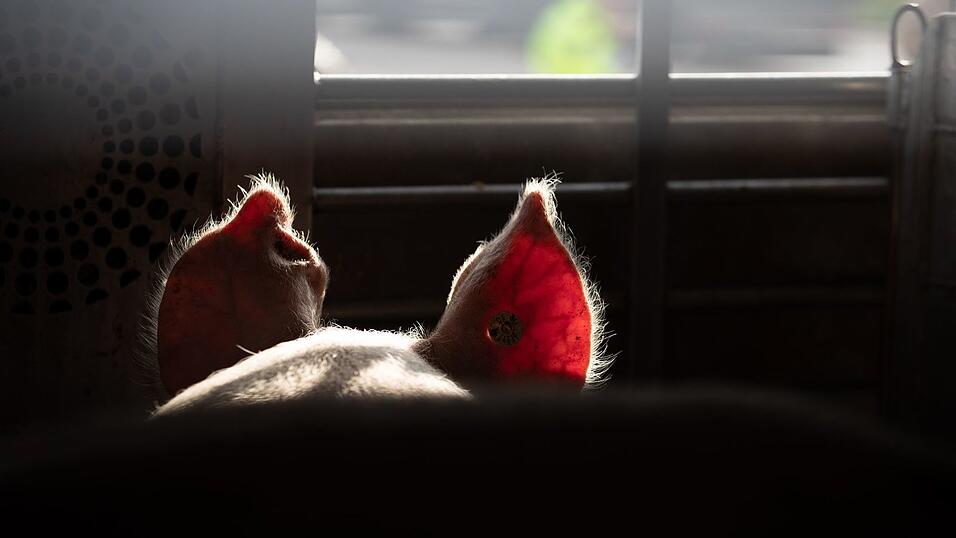 Lebende Tiere sollen auf Transportern ins EU-Ausland besser geschützt werden (Symbolbild). Lebende Tiere sollen auf Transportern ins EU-Ausland besser geschützt werden (Symbolbild).