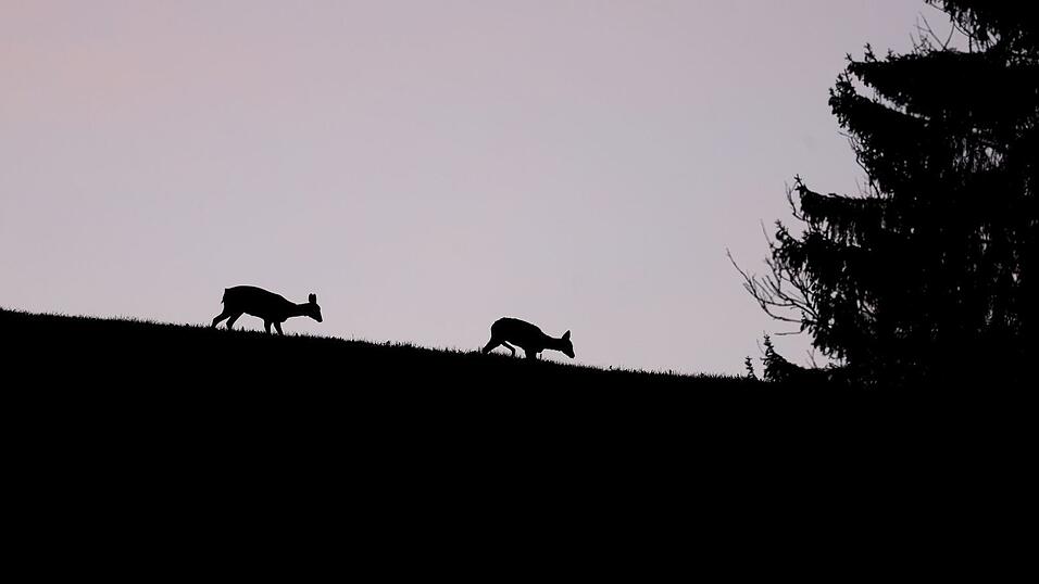 Rehe in der Dämmerung (Symbolbild) Rehe in der Dämmerung (Symbolbild)
