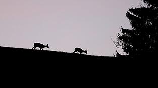 Rehe in der Dämmerung (Symbolbild) Rehe in der Dämmerung (Symbolbild)