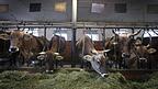 Kühe fressen auf einem Bauernhof in einem Stall für Anbindehaltung frisches Heu. Der tierwohfreundliche Umbau von Ställen ist ein Reizthema in der Gesellschaft. Statt durch einen höheren Fleischpreis könnte dieses Vorhaben aber auch durch Bundes- oder EU-Programme erreicht werden.