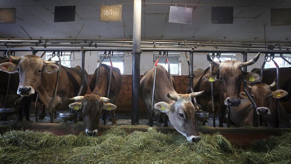 Kühe fressen auf einem Bauernhof in einem Stall für Anbindehaltung frisches Heu. Der tierwohfreundliche Umbau von Ställen ist ein Reizthema in der Gesellschaft. Statt durch einen höheren Fleischpreis könnte dieses Vorhaben aber auch durch Bundes- oder EU-Programme erreicht werden. Kühe fressen auf einem Bauernhof in einem Stall für Anbindehaltung frisches Heu. Der tierwohfreundliche Umbau von Ställen ist ein Reizthema in der Gesellschaft. Statt durch einen höheren Fleischpreis könnte dieses Vorhaben aber auch durch Bundes- oder EU-Programme erreicht werden.