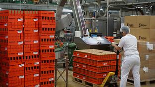 Mehrere Tausend Tuben süßen Senf pro Stunde produziert Händlmaier im Haslbacher Werk. Mehrere Tausend Tuben süßen Senf pro Stunde produziert Händlmaier im Haslbacher Werk.