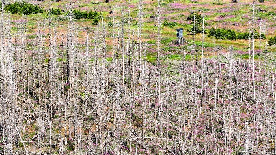 Seit Jahren setzt der Borkenk&auml;fer den deutschen Fichtenw&auml;ldern zu, Trockenheit und Sturmsch&auml;den kommen als Belastung hinzu. (Archivbild)