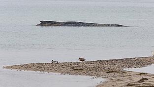 Auch am Morgen lag der Wal auf der Sandbank vor Niendorf.