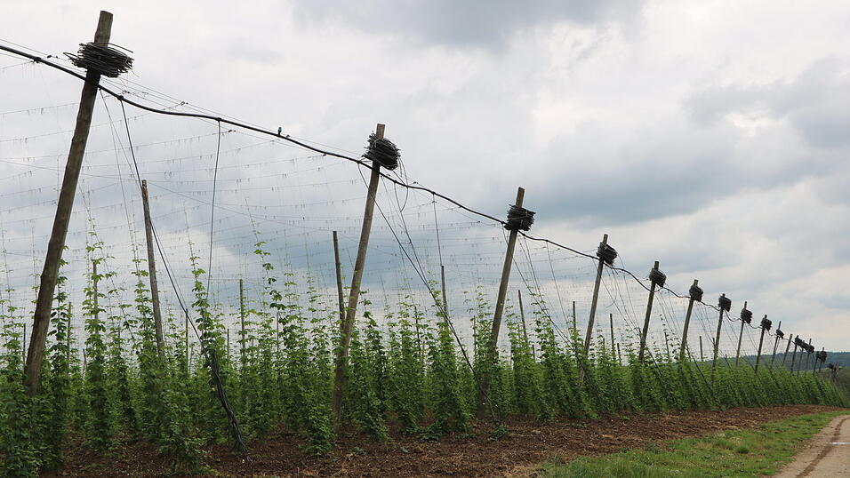 Die Ertrags- und Wettbewerbssicherheit im Hopfenbau stabilisiert werden soll mit der Bewässerung - eine der Maßnahmen. Die Ertrags- und Wettbewerbssicherheit im Hopfenbau stabilisiert werden soll mit der Bewässerung - eine der Maßnahmen.