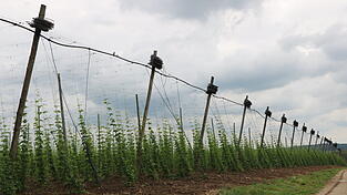 Die Ertrags- und Wettbewerbssicherheit im Hopfenbau stabilisiert werden soll mit der Bewässerung - eine der Maßnahmen. Die Ertrags- und Wettbewerbssicherheit im Hopfenbau stabilisiert werden soll mit der Bewässerung - eine der Maßnahmen.
