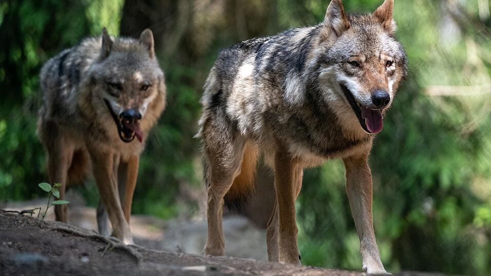 In Gefangenschaft können Wölfe im Bayerwald-Tierpark in Lohberg bewundert werden, in der Natur sind sie eher selten zu erblicken. (Archivbild) In Gefangenschaft können Wölfe im Bayerwald-Tierpark in Lohberg bewundert werden, in der Natur sind sie eher selten zu erblicken. (Archivbild)
