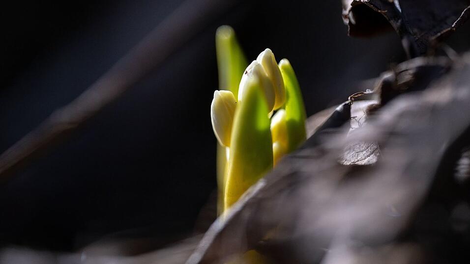 Mancherorts sind schon erste Vorboten des Frühlings zu sehen. (Symbolbild) Mancherorts sind schon erste Vorboten des Frühlings zu sehen. (Symbolbild)