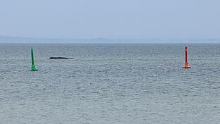 Gegen eine m&ouml;gliche T&ouml;tung des Wals, um ihn von seinen Leiden zu erl&ouml;sen, spricht laut Expertin einiges.